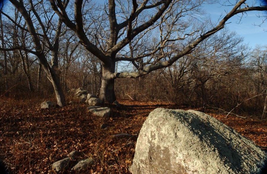 Menemsha Hills, Martha's Vineyard, Massachusetts, USA. March 2008.